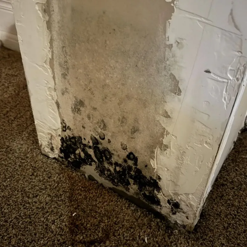 Professional Mold Removal in Mesquite, NV